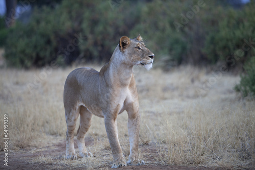 Lioness looking in the distance
