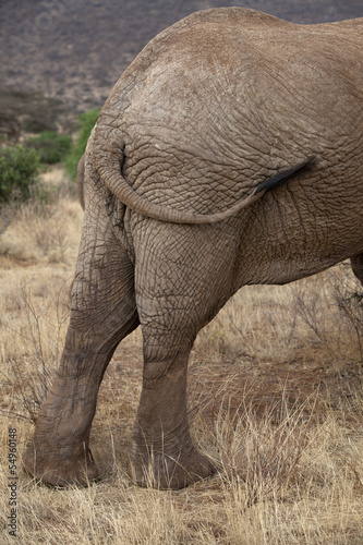 Rear part of the body of an african elephant