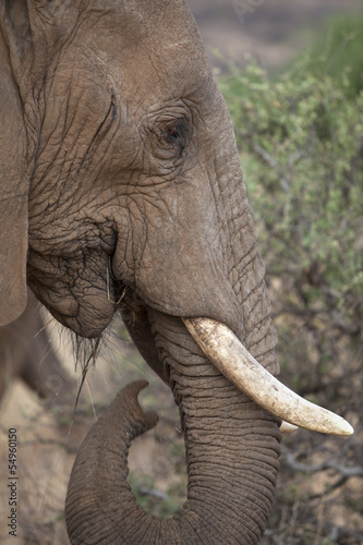 portrait of african elephant
