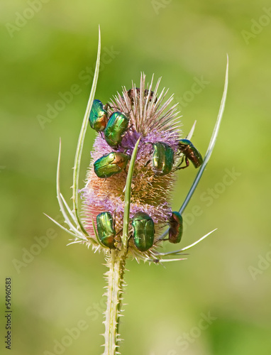 Green June Bugs