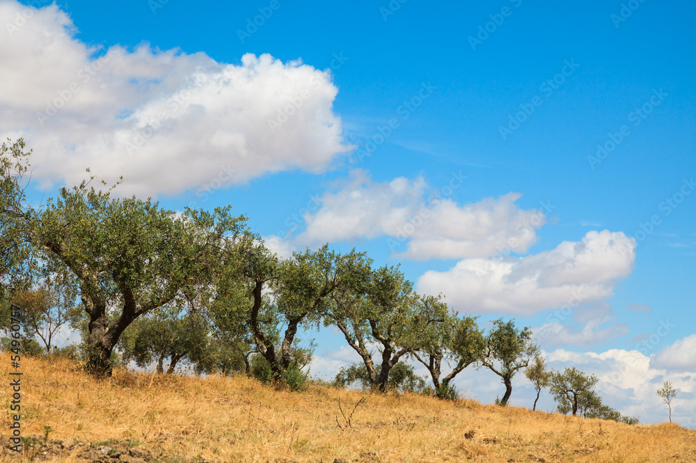 Olive trees plantation landscape