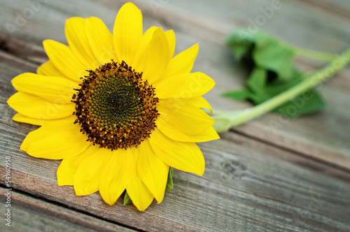 Sunflower on a wooden fence photo