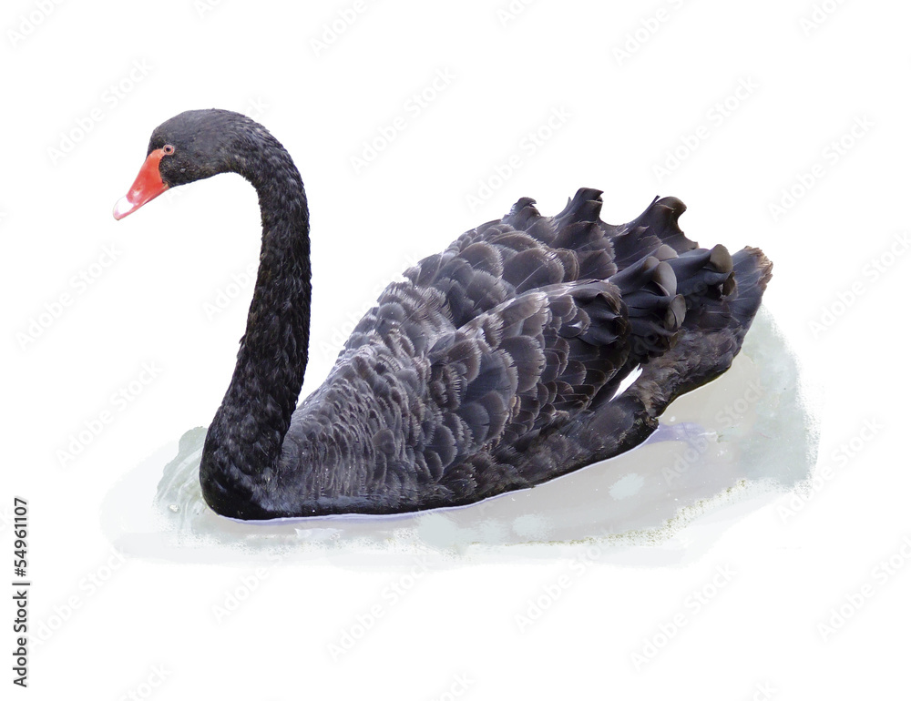 Fototapeta premium Black Swan