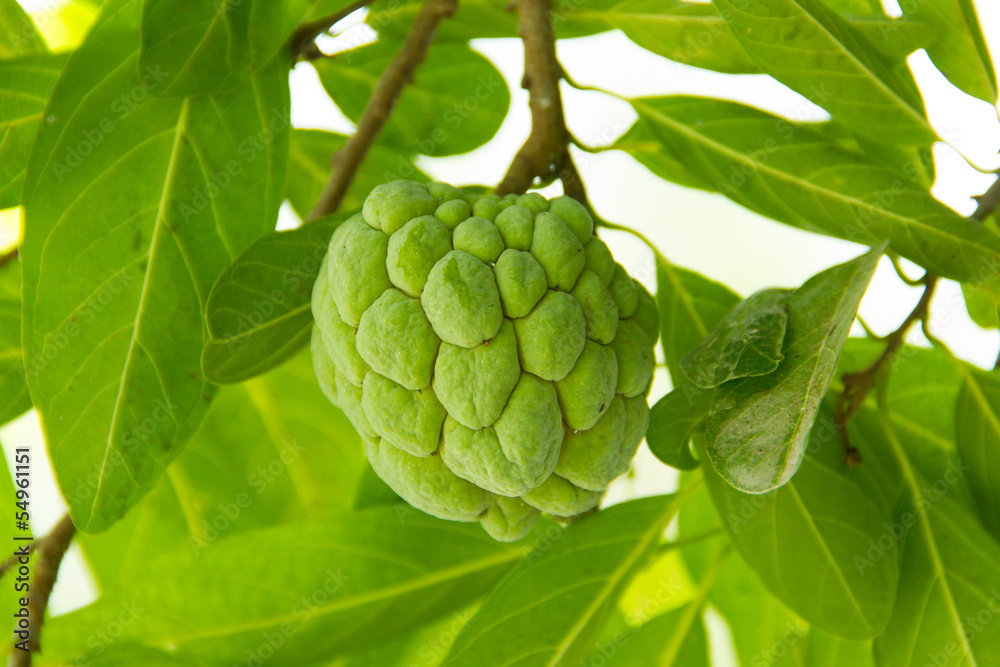 custard apple custard apple