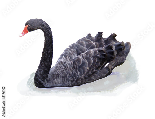 Black Swan