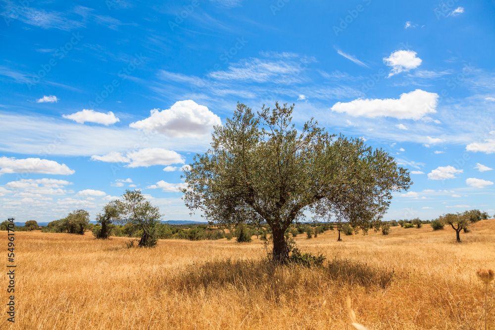 Olive trees plantation landscape