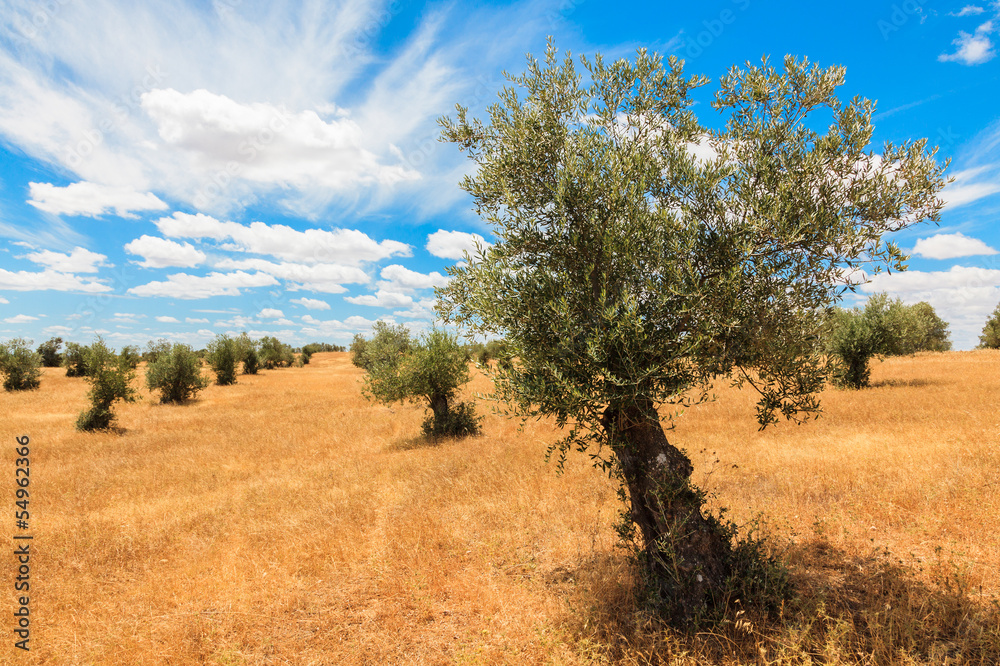 Olive trees plantation landscape Olive trees plantation landscape