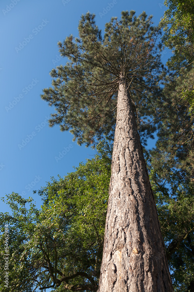Fototapeta premium Upward view to the branches of a pine tree