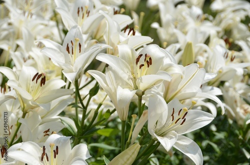 Fototapeta Naklejka Na Ścianę i Meble -  Фон из белых садовых лилий