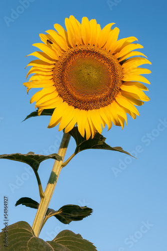 Sunflower and bee against blue sky
