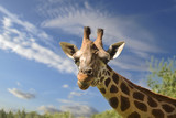 close up of young giraffe