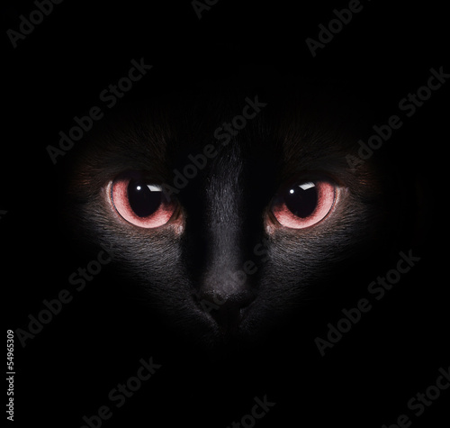 Eyes of a wild black siamese cat hiding in the darkness