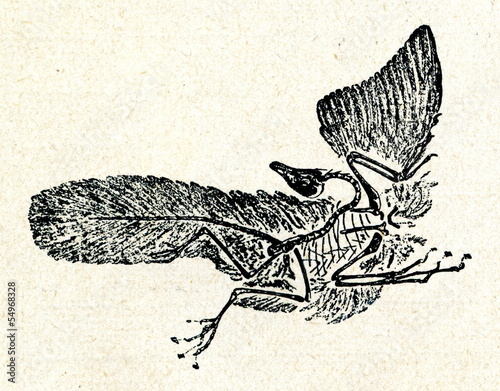 Archaeopteryx lithographica photo
