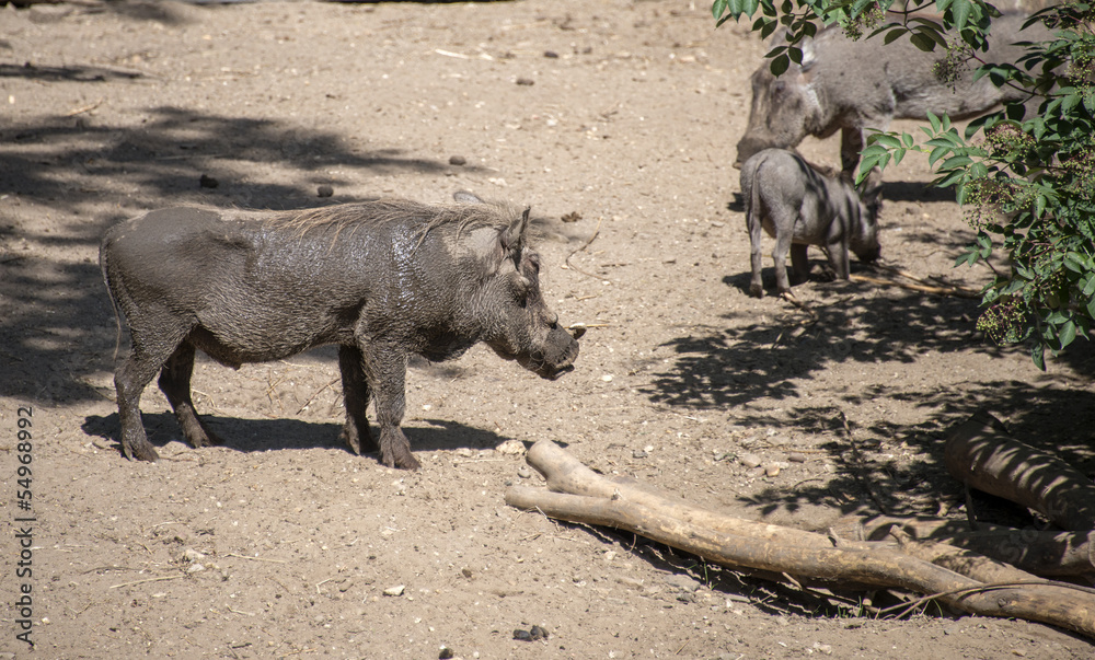 Fototapeta premium warthog in the zoo