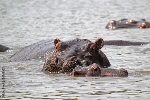 Baby hippo with mother