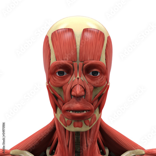 Human Face Anatomy photo