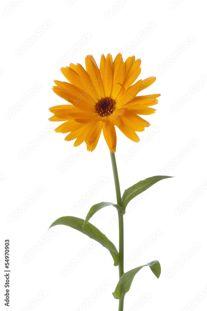 Obraz premium Calendula flower