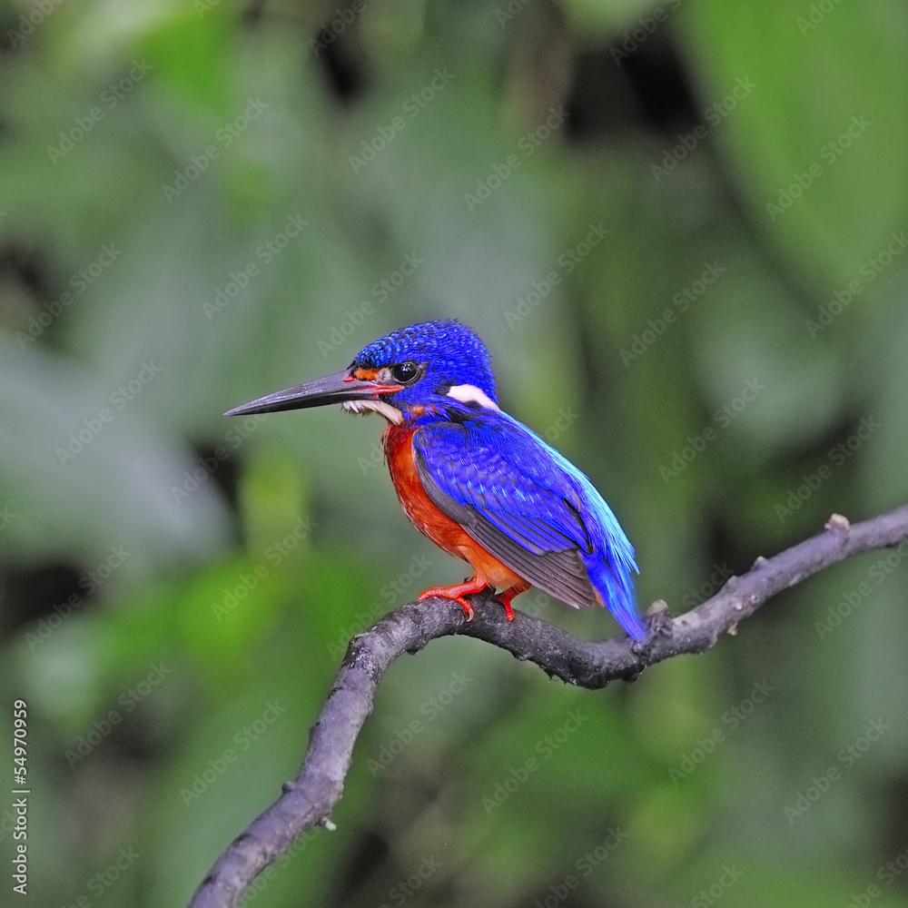 Obraz premium male Blue-eared Kingfisher