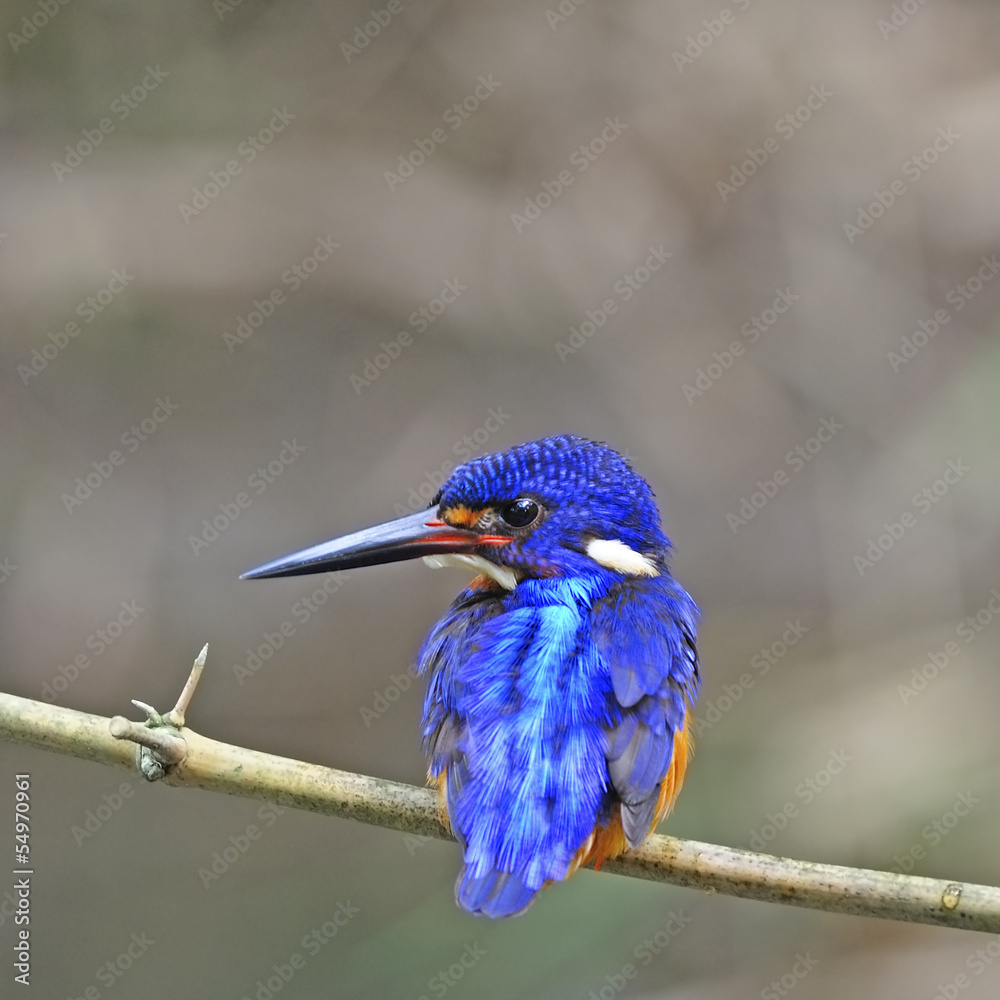 Fototapeta premium male Blue-eared Kingfisher