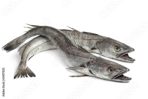 Two Hake fishes