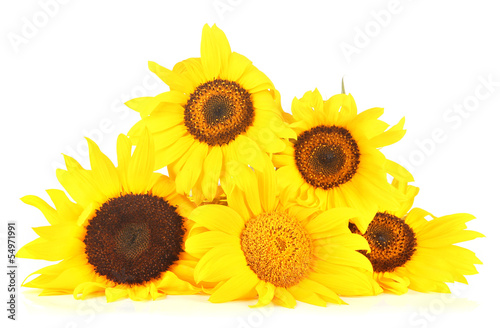 Bright sunflowers isolated on white