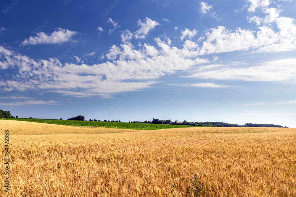 wheat field