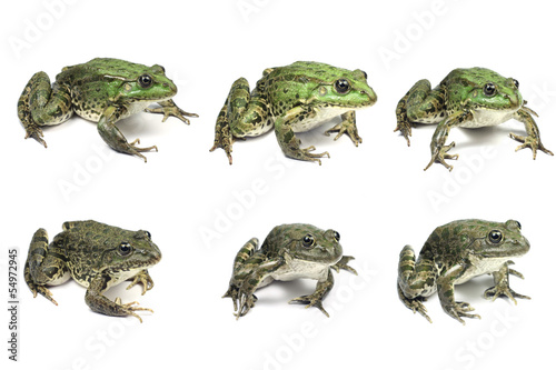 Canvas-taulu several large frogs