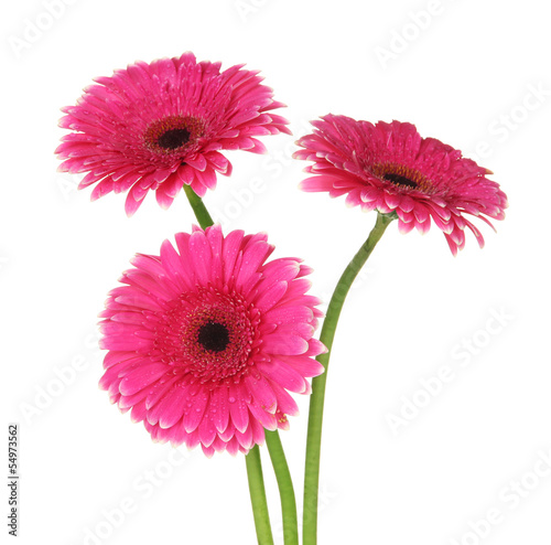 Beautiful pink gerbera flowers isolated on white