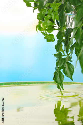 Green leaves with reflection in water