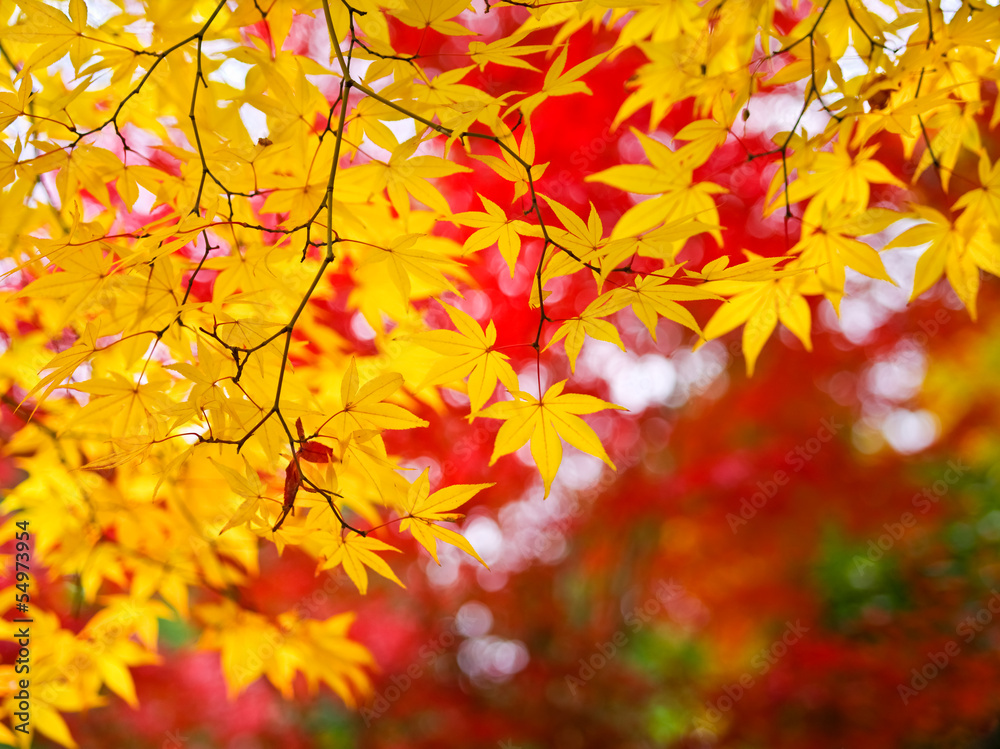 japanischer Zierahorn