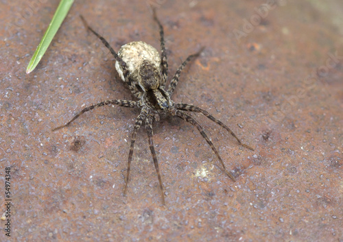 Wolf spiders  lat. Lycosidae 