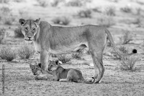 Lioness and cubs play in the Kalahari on sand artistic conversio