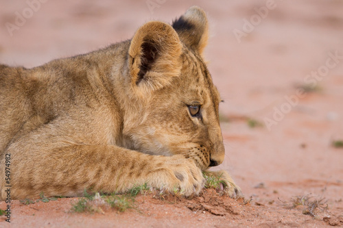 Cute lion cub playing on sand in the Kalahari
