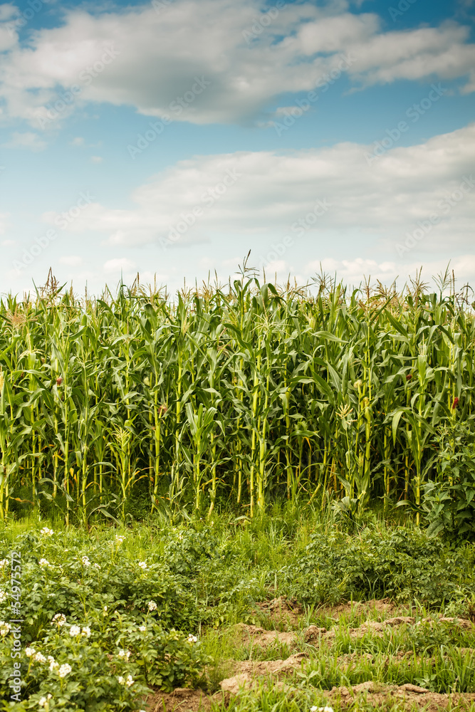 Green maize field Green maize field
