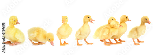 Ducklings isolated on white