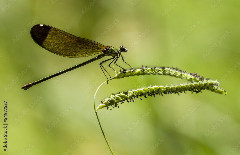 Female damselfly perched on a stick Female damselfly perched on a stick