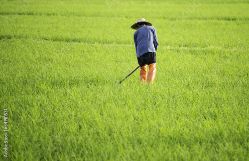 digging farmer in the rice field