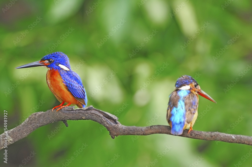Fototapeta premium Blued-eared Kingfisher