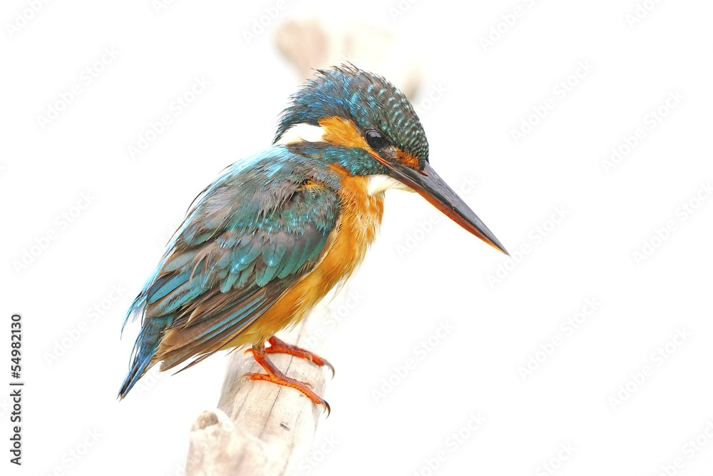 Obraz premium female Common Kingfisher
