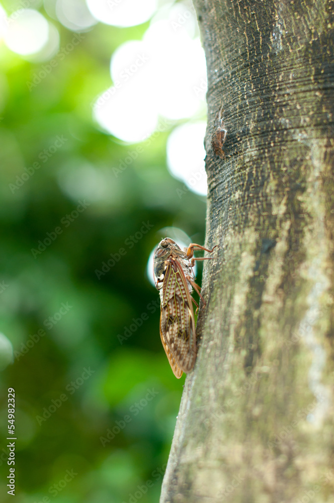 Obraz premium アブラゼミ