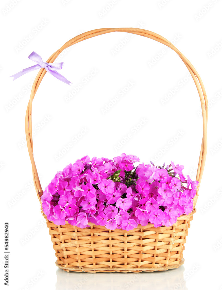 Beautiful bouquet of phlox in wicker basket isolated on white