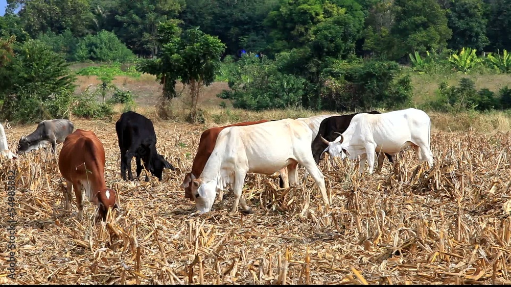 Herd of cattle grazing on aridly land with dry grass Herd of cattle grazing on aridly land with dry grass