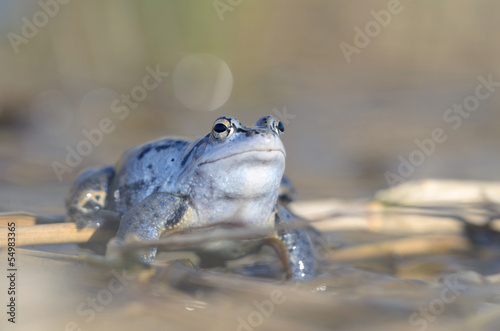 Moorfrosch (Rana arvalis), Männchen