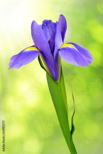 Fototapeta Naklejka Na Ścianę i Meble -  purple iris flower on green background