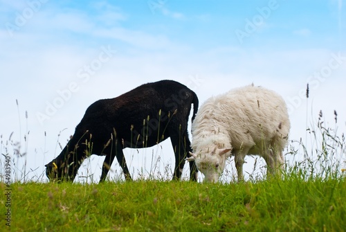 Schwarzes Jakobsschaf- und weißes Skudden-Lamm