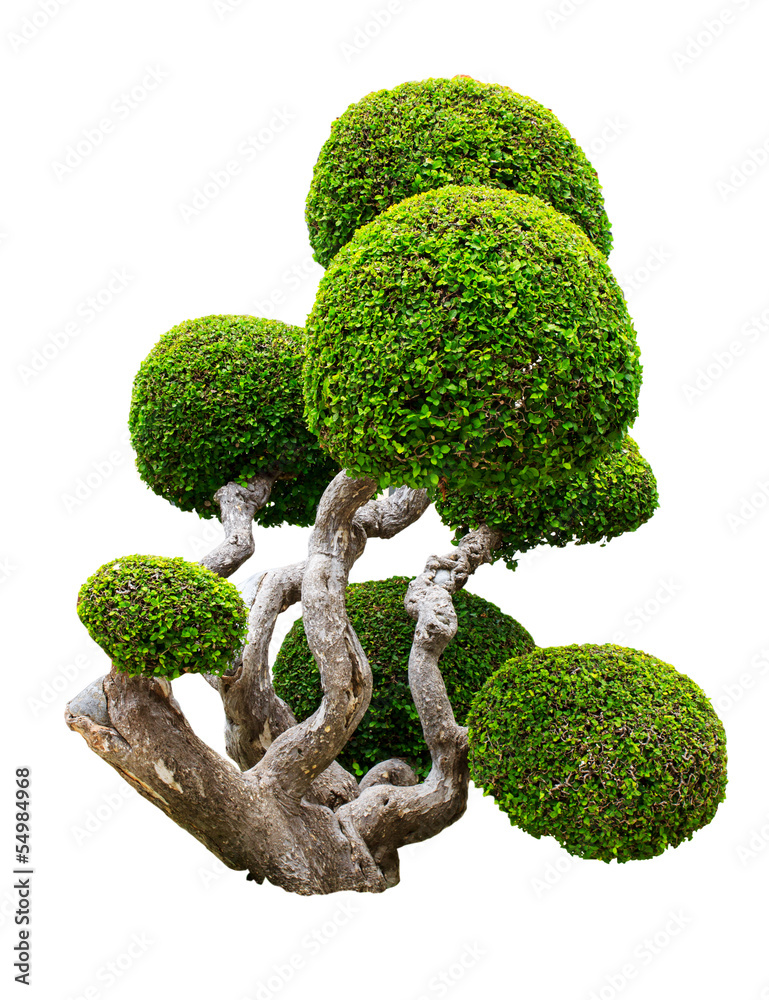 tree isolate on white background tree isolate on white background