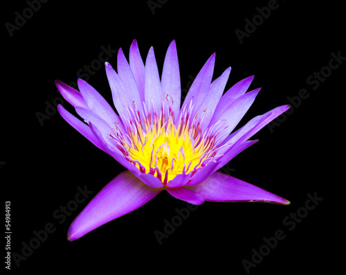 Lotus isolated in black background.