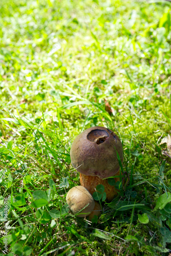 forest mushroom forest mushroom