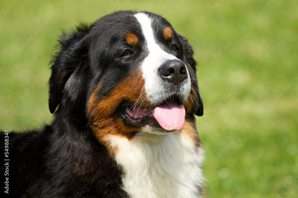 Berner Sennenhund dog