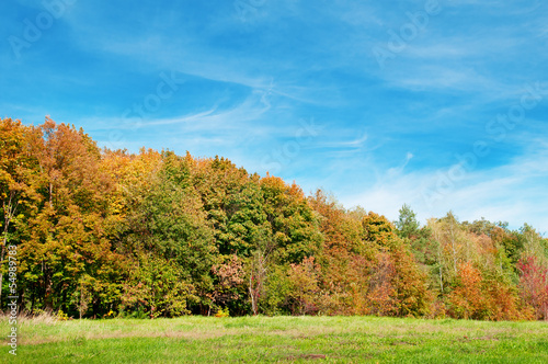 autumn forest, green meadow and blue sky